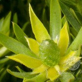 Leucadendron Floridum