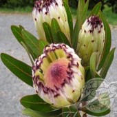 Protea Nerifolia